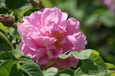 大馬士革玫瑰純露 Rose, Damascan1