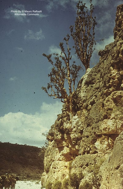 【稀有限量】索馬利亞高山乳香精油 Frankincense
