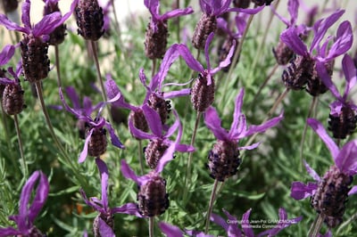 【熱門商品】塞維亞薰衣草精油 Lavender, Seville 