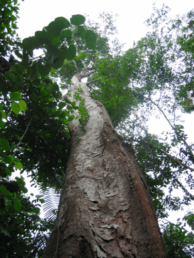欖香脂（精選）Elemi2