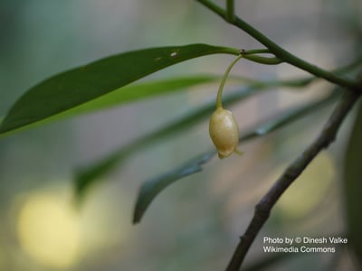 肉豆蔻（核仁）Nutmeg2