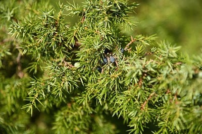  高地杜松針精油Juniper needles2