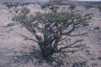 【限量】神聖乳香精油 Frankincense(Oman)