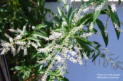 檸檬馬鞭草純露 Lemon Verbena Leaf1