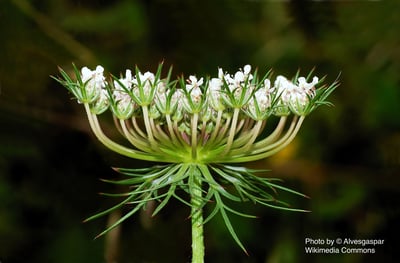 胡蘿蔔籽（有機/特級）Carrot Seed2