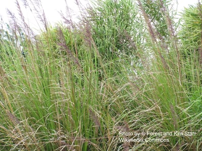 岩蘭草, 爪哇（有機/精選）Vetiver, Java2