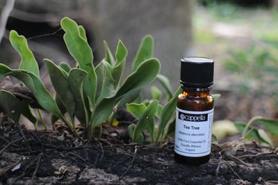 茶樹（有機）Tea Tree (ORG)1