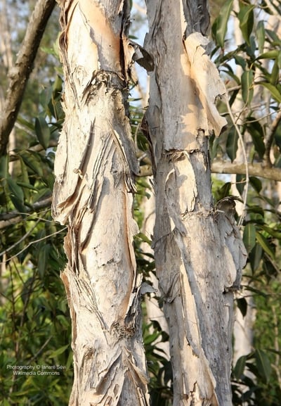 橙花叔醇五脈白千層精油 Nerolina (wild)2