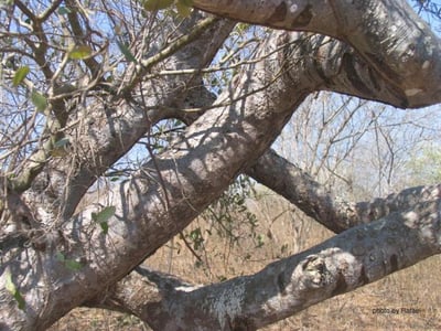 秘魯聖木  Palo Santo3