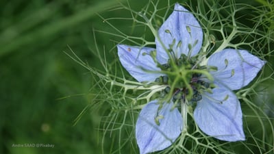 【限量】黑種草CO2 芳香油 (有機)  Cumin, Black CO2