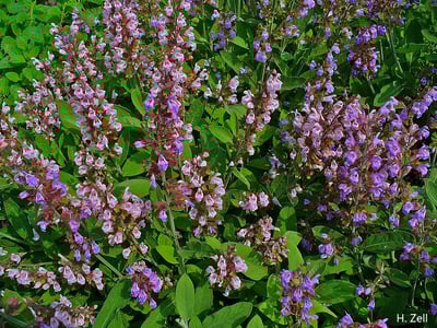 鼠尾草（有機/特級） Sage2