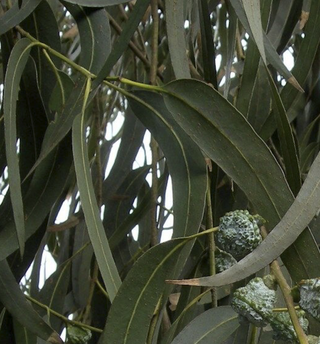 藍膠尤加利精油 Eucalyptus3