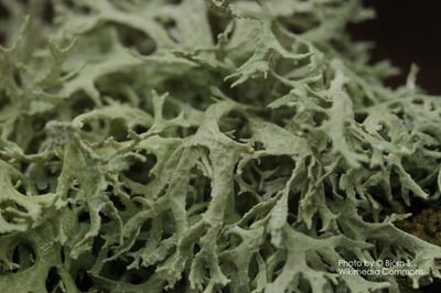 橡木苔原精（特級）Oakmoss Abs.1