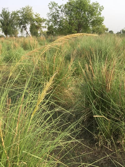 野生綠岩蘭草Ruh Khus (Wild Vetiver)4