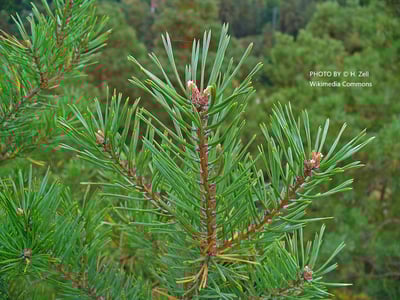 蘇格蘭松精油 Pine, Scotch2