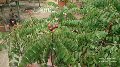 咖哩葉精油 Neem, Sweet2