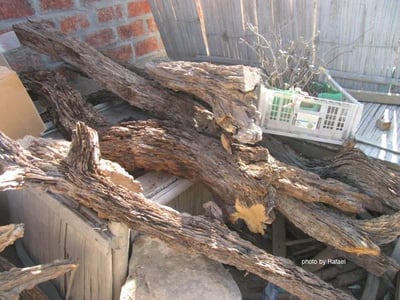 秘魯聖木  Palo Santo4