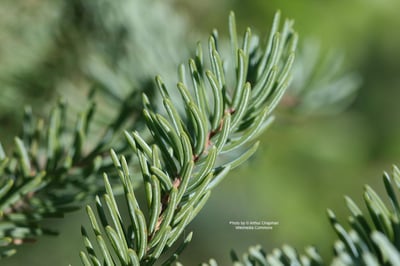 黑雲杉精油 Spruce, Black2