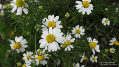 羅馬洋甘菊純露 Chamomile, Roman1