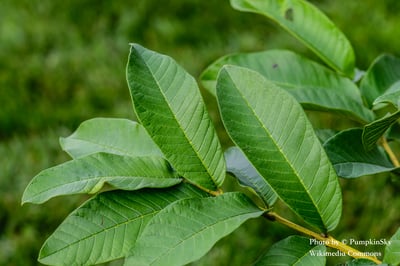 芭樂葉精油 Guava (leaf)2