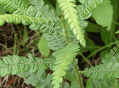 【稀有限量】甜蕨純露 Sweet fern1