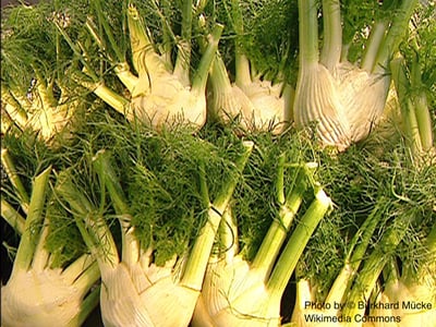 甜茴香（有機/精選）Fennel, Sweet2