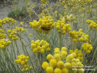 【稀有/限量】義大利永久花精油（有機） Helichrysum2