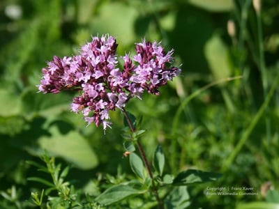 野馬鬱蘭精油(有機)  Oregano (ORG)
