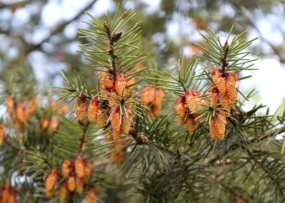 道格拉斯冷杉（有機）Fir, Douglas2