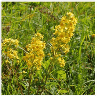 【稀有限量】絨毛一枝黃花(野生有機)  Downy Goldenrod2