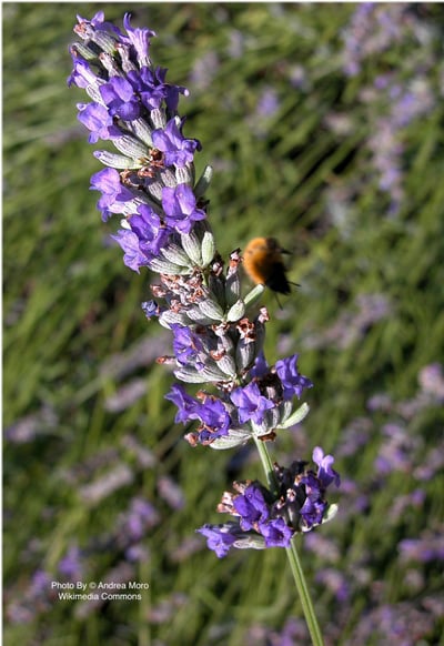 穗花薰衣草精油 Lavender, Spike