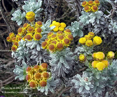 【稀有限量】光輝永久花精油 Cape Gold2