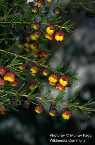 波羅尼花原精 Boronia Abs.2