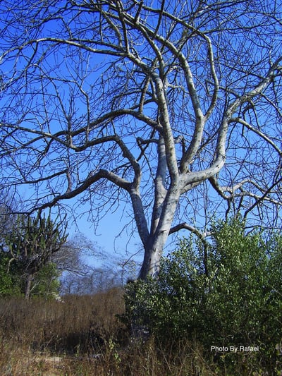 秘魯聖木  Palo Santo2