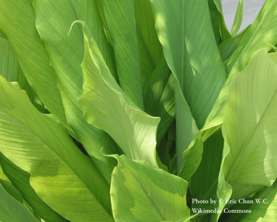 薑黃精油 Tumeric2