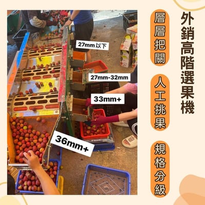｜預購｜老張｜玉荷包荔枝｜兩款｜A款：霸王級-36mm+｜B款：精選級-33mm+｜5台斤／箱×2箱｜13