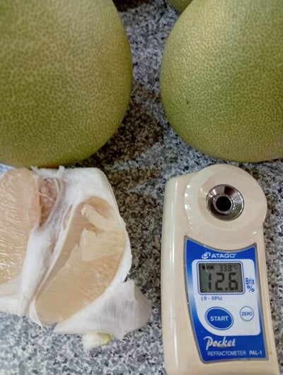 ｜花蓮瑞穗｜鶴岡50年老欉文旦｜10斤禮盒約12～14顆7
