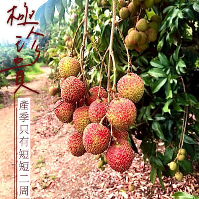 ｜預購｜老張｜玉荷包荔枝｜兩款｜A款：霸王級-36mm+｜B款：精選級-33mm+｜5台斤／箱×2箱｜3