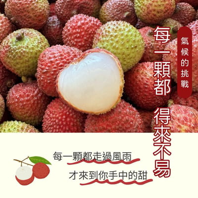 ｜預購｜老張｜玉荷包荔枝｜兩款｜A款：霸王級-36mm+｜B款：精選級-33mm+｜5台斤／箱×2箱｜10