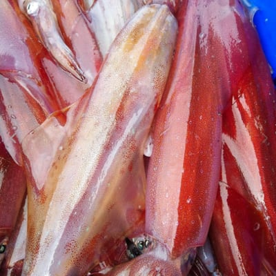 澎湖 手釣活凍透抽(砲管)1