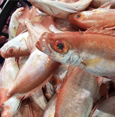 澎湖 野生紅目鰱1