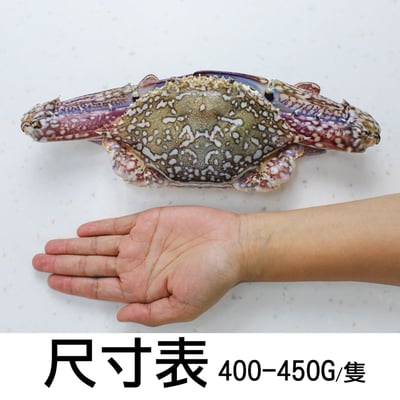XL斯里蘭卡公花蟹5隻(400UPg/隻)2