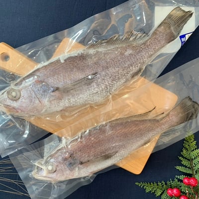 澎湖野生黑喉220-320g/隻(黑加網)/澎湖海鮮宅配1