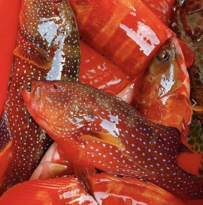 澎湖野生燕尾紅條1