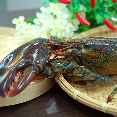 XL波士頓龍蝦2隻(約500g/隻)2