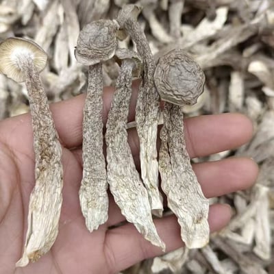 鹿茸菇干货精选无熏硫新鲜整根煲汤食材家用商用农家特产食用蘑菇鹿茸菌批发酒店專用大個4