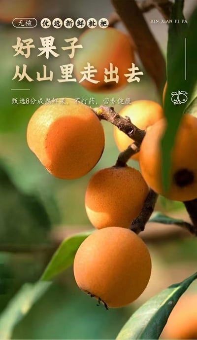 正宗竹鹽枇杷干休閑潤喉止咳酸甜原味去核果脯琵琶水果干250克/罐 質保12月6