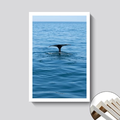 海洋生物系列 4個款式6