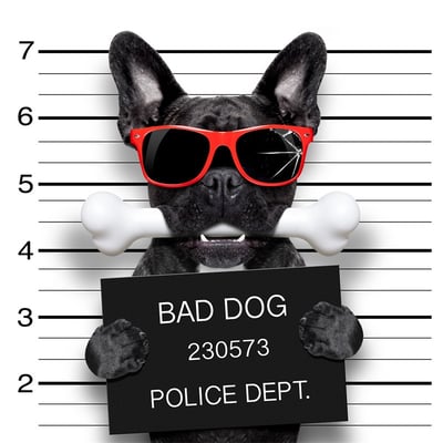 有趣狗狗系列 法鬥 20款7