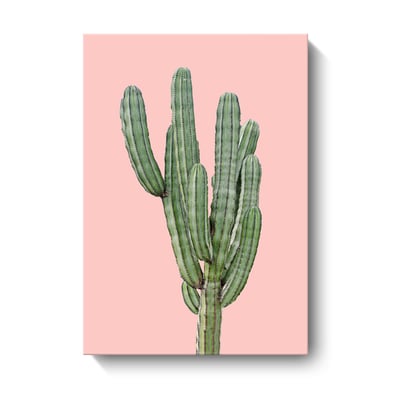 仙人掌清新繽紛色系 植物   三款3